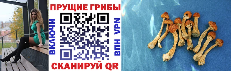 ссылка на мегу tor  Пестово  Галлюциногенные грибы Psilocybe 